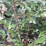 Cyrtomium macrophyllum Leaf