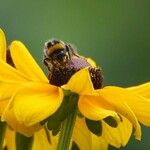 Rudbeckia triloba 花