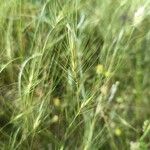 Taeniatherum caput-medusae Fula