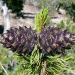 Pinus albicaulis Fruit