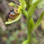 Ophrys virescens Fula