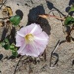 Convolvulus soldanellaFlower