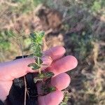 Cruciata pedemontana Fulla