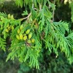 Thuja occidentalisLeht