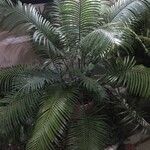 Cycas thouarsii Leaf