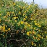 Adenocarpus telonensis その他の提案
