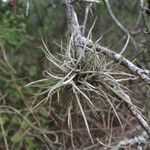 Tillandsia recurvata برگ