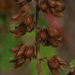 Ocimum campechianum Fruit