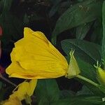 Oenothera fruticosa फूल