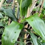 Dracaena fragrans Folla