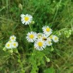 Erigeron strigosus Fleur