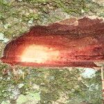 Parinari excelsa Casca
