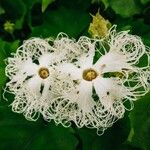 Trichosanthes kirilowii Flower