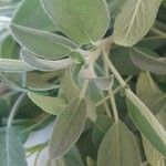 Salvia officinalisЛист