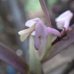 Polystachya rhodoptera Flower