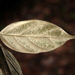 Ocotea argyrophylla Лист