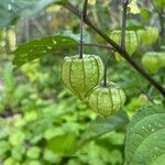 Physalis longifolia Plod