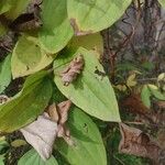 Smilax tamnoides Leaf