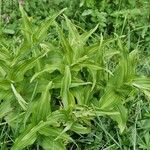 Epipactis helleborine Habitatea
