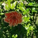 Punica granatum Flor