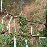 Vachellia exuvialis Blatt