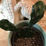 Consolea rubescens Hoja