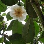 Clusia grandiflora Blomma