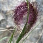 Pennisetum setaceum Blomma