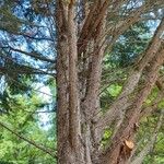 × Hesperotropsis leylandii Bark