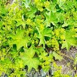 Alchemilla monticola Habit