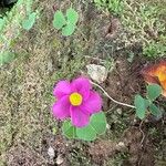 Oxalis purpurea Flower