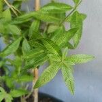 Aloysia citriodora Blad