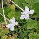 Nicotiana quadrivalvis Flor