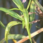 Persicaria glabra 葉