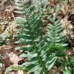 Polypodium vulgare Лист