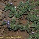 Verbena supina Habit