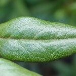 Rhododendron russatum Leaf