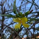 Jasminum nudiflorum Fleur