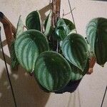 Peperomia argyreia Folha