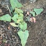 Sonchus radicatus Blad