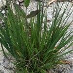 Molinia caerulea Blad