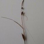 Carex hirta ফুল