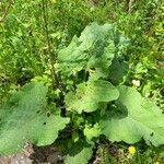 Arctium nemorosumLeaf