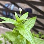 Epilobium roseum Kukka