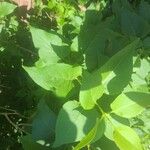 Syringa vulgaris 叶