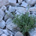 Achillea clavennae Folha