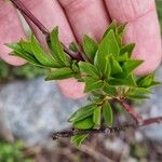 Salix daphnoides ഇല