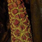 Sclerosperma mannii Blüte