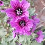 Malva arborea പുഷ്പം