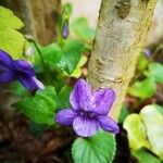 Viola reichenbachiana Цвят